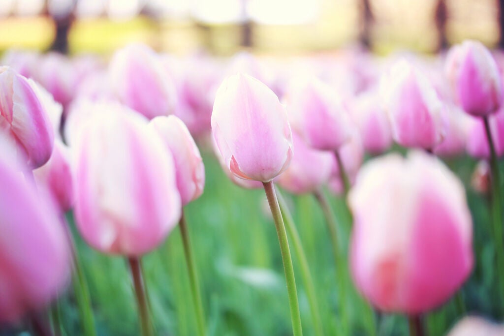 ハイライトのちょい足しテクで上品ツヤ肌へ♡口コミで人気のアイテムもご紹介の画像