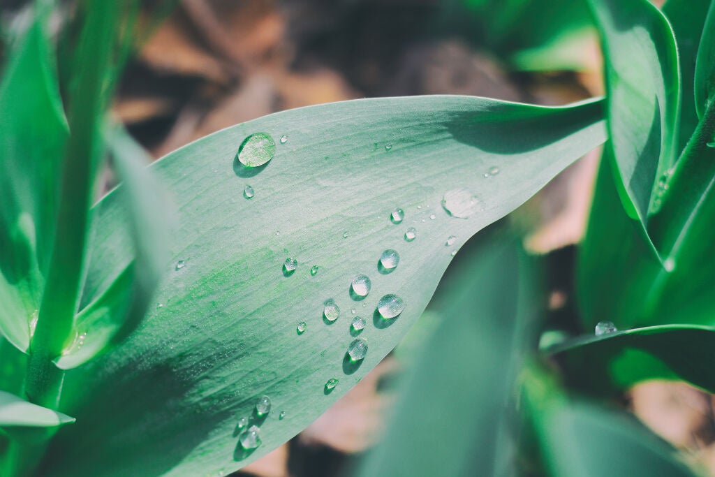 HACCI(ハッチ)のリップアイテムが大人気♡その秘密と簡単はちみつパック方法の画像