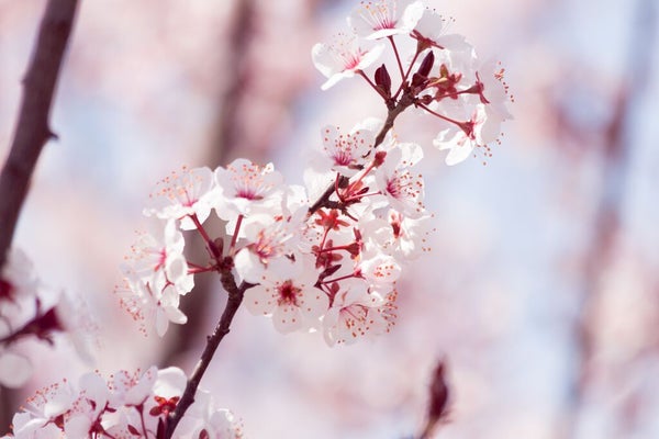 【2025年】一気に春気分!この春買うべき''桜コスメ''18選《プチプラ・デパコス》の画像