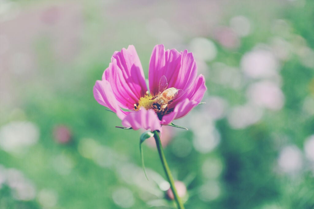 【モデルも注目】はちみつパックの効果・やり方・おすすめの市販商品を徹底紹介の画像