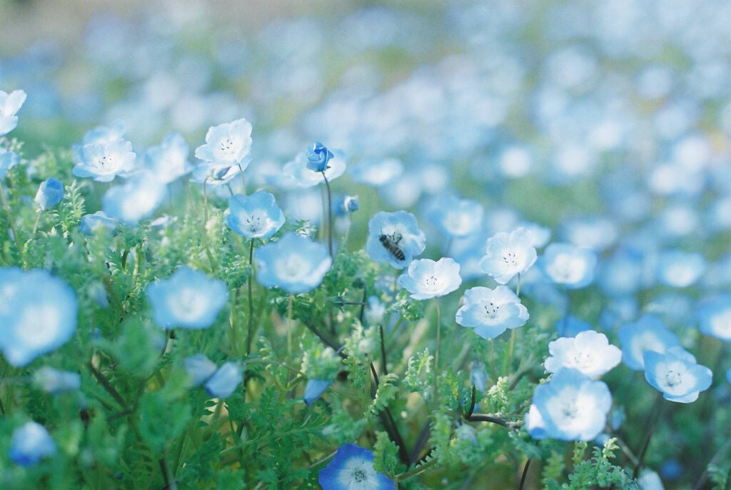 【モデルも注目】はちみつパックの効果・やり方・おすすめの市販商品を徹底紹介の画像