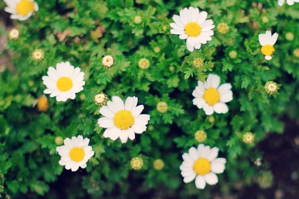 使ってみたい人気商品盛りだくさん!キャンメイクのコスメだけで縛りメイク♡【後編】の画像