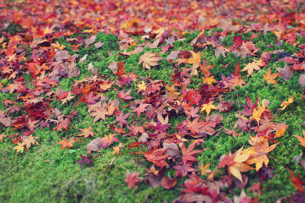 秋に使いたい♡こなれ感をGETできるブラウンリップを大特集！の画像