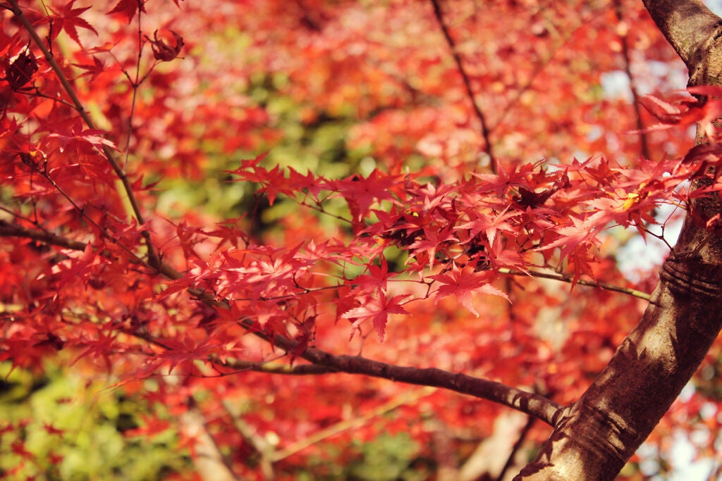 脱カサカサくちびる!高保湿なリップクリームで乾燥を防ごう♡の画像
