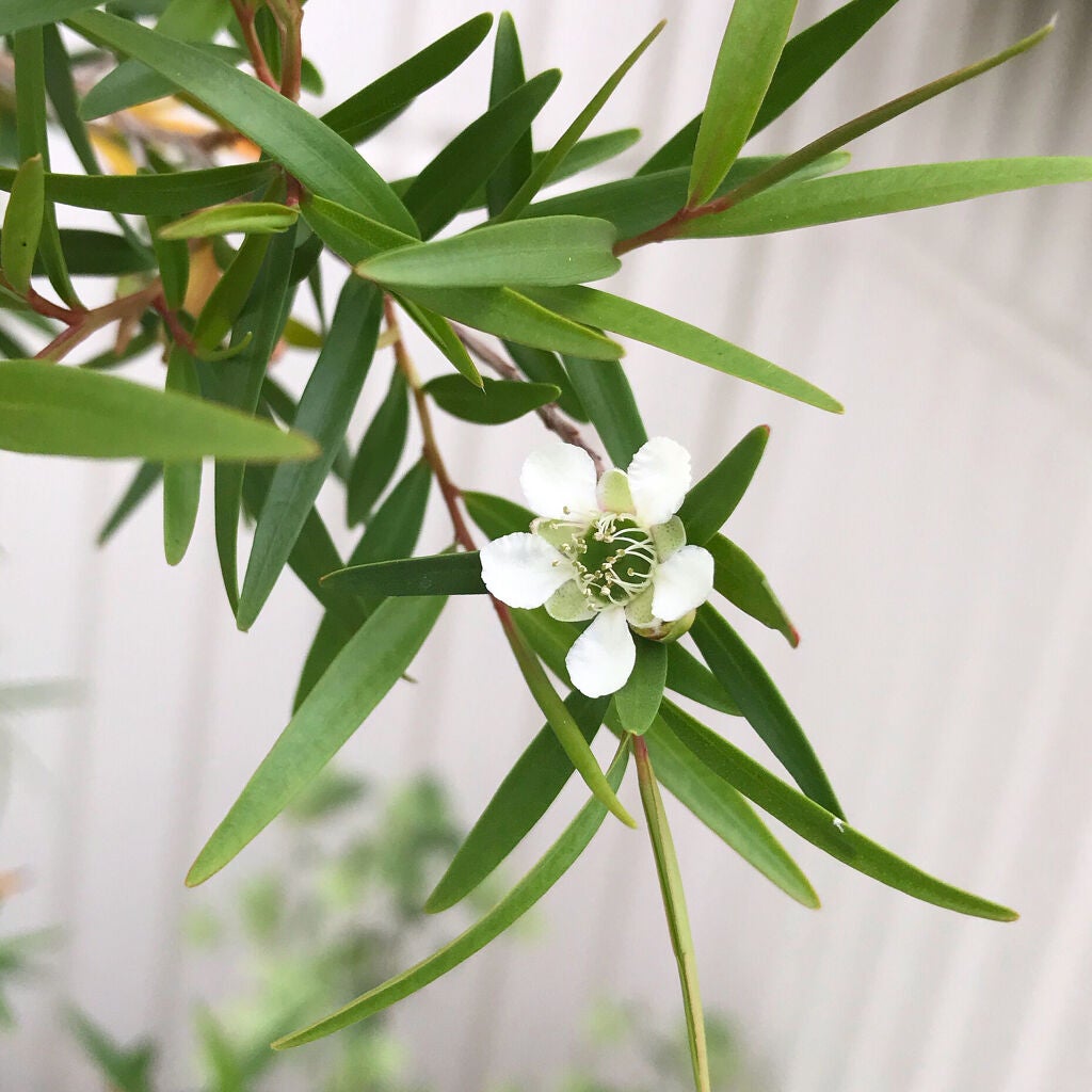 頭皮ケアにおすすめのオイル7選|乾燥予防&頭皮クレンジングに効果的なマッサージ方法も解説の画像