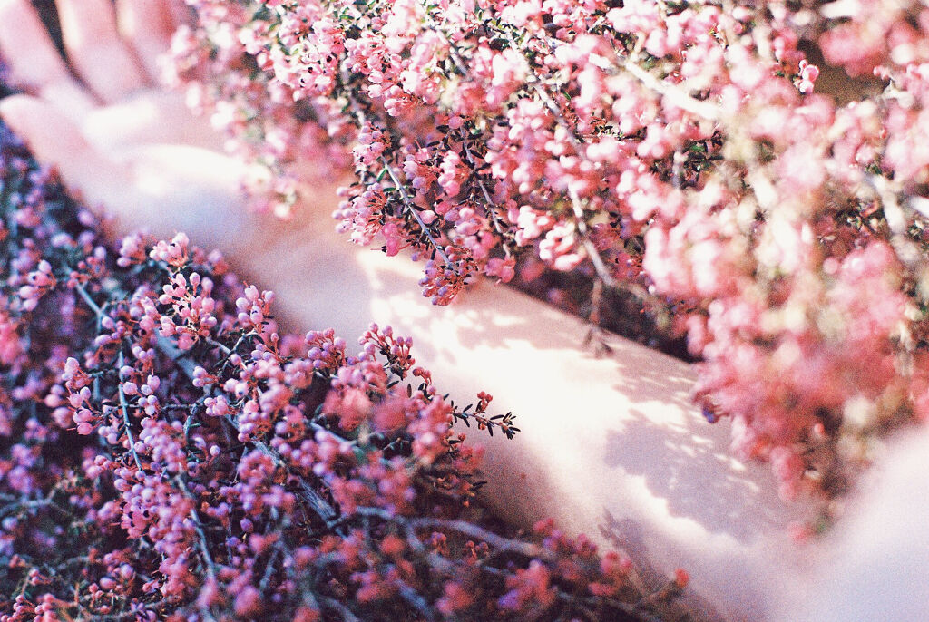 春の私が狙ってる。《ピンクシャドウ》で心はルンルン♡の画像