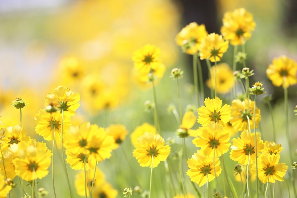 2021年のトレンドカラーの『イエロー』。周りとの”差”がグッとUPします♡の画像