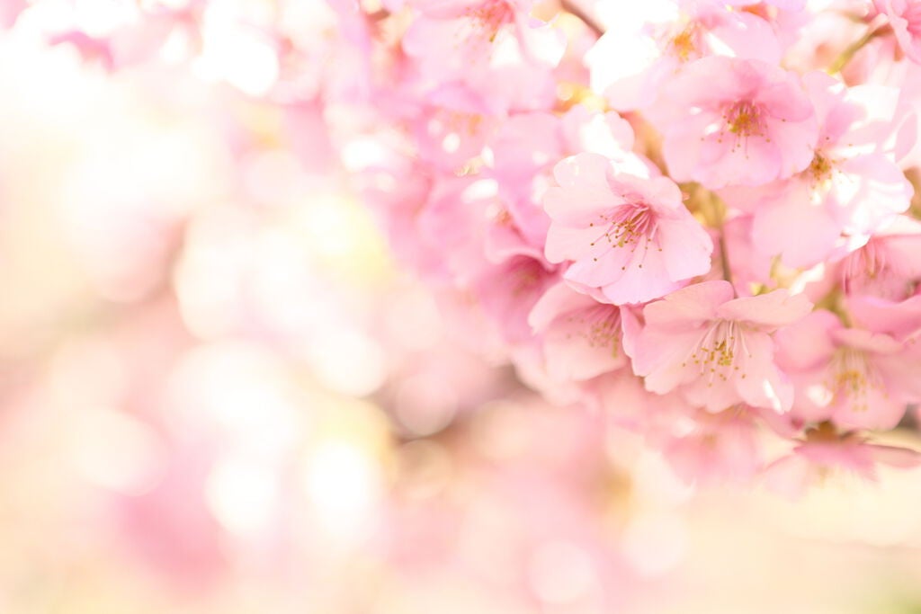 "さぁや"がリアルに使ってる!優秀&かわいいコスメ、ぜ〜んぶ紹介します♡の画像