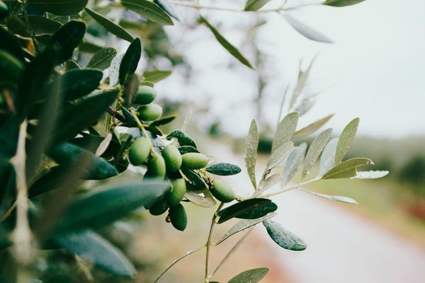 Photo by Nazar Hrabovyi on Unsplash