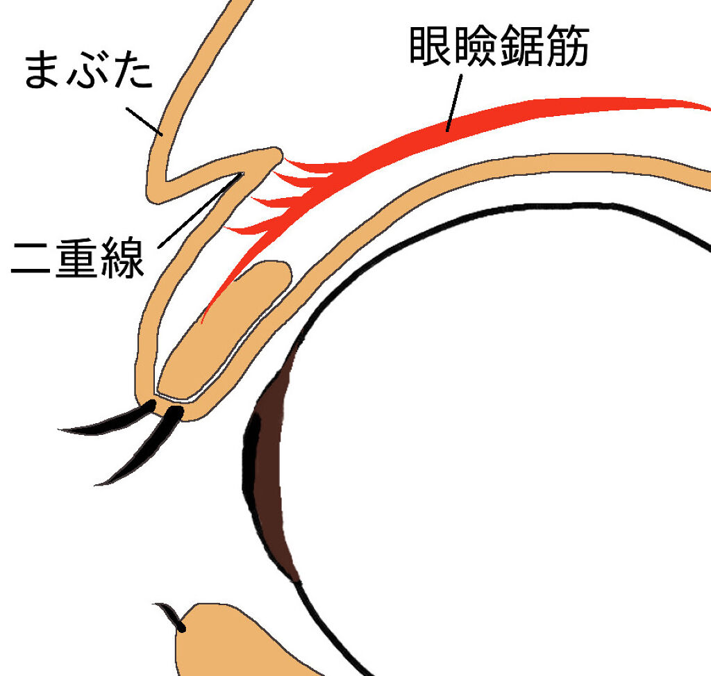 《整形なし！》奥二重から二重にする方法【二重のり・テープ】おすすめアイテムもPick Up♡の画像