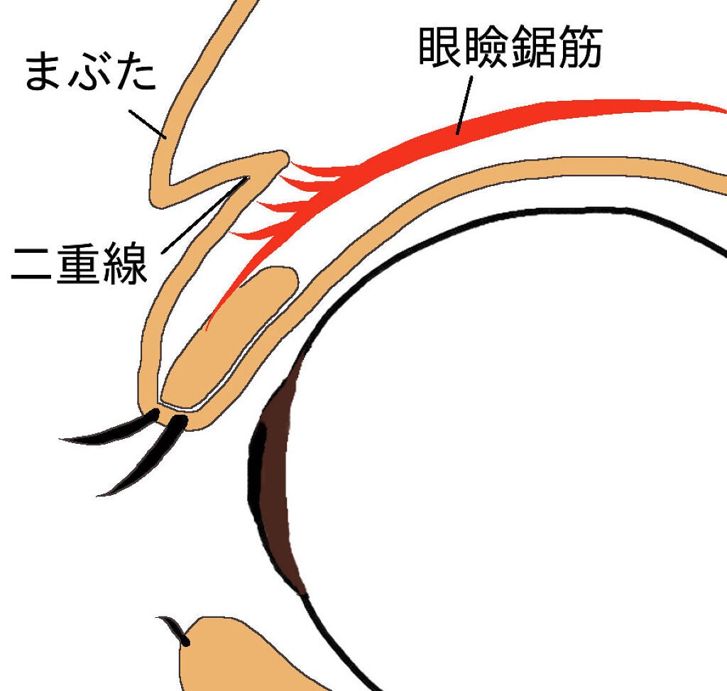 《整形なし!》奥二重から二重にする方法【二重のり・テープ】おすすめアイテムもPick Up♡の画像