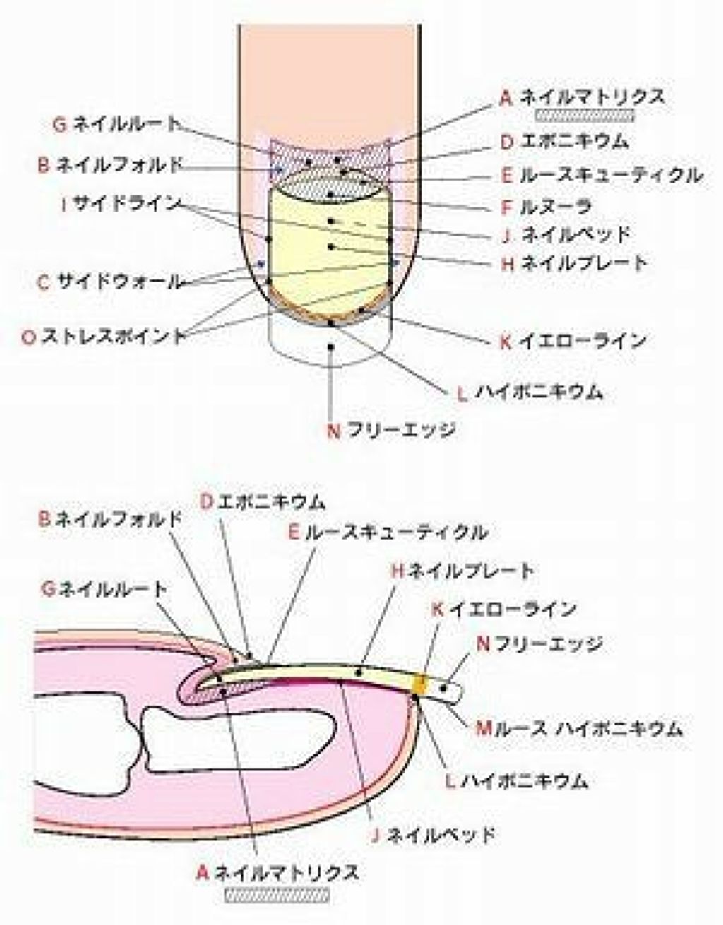 【爪を綺麗にするセルフケア方法まとめ】清潔感のある美爪で好印象な手元にの画像