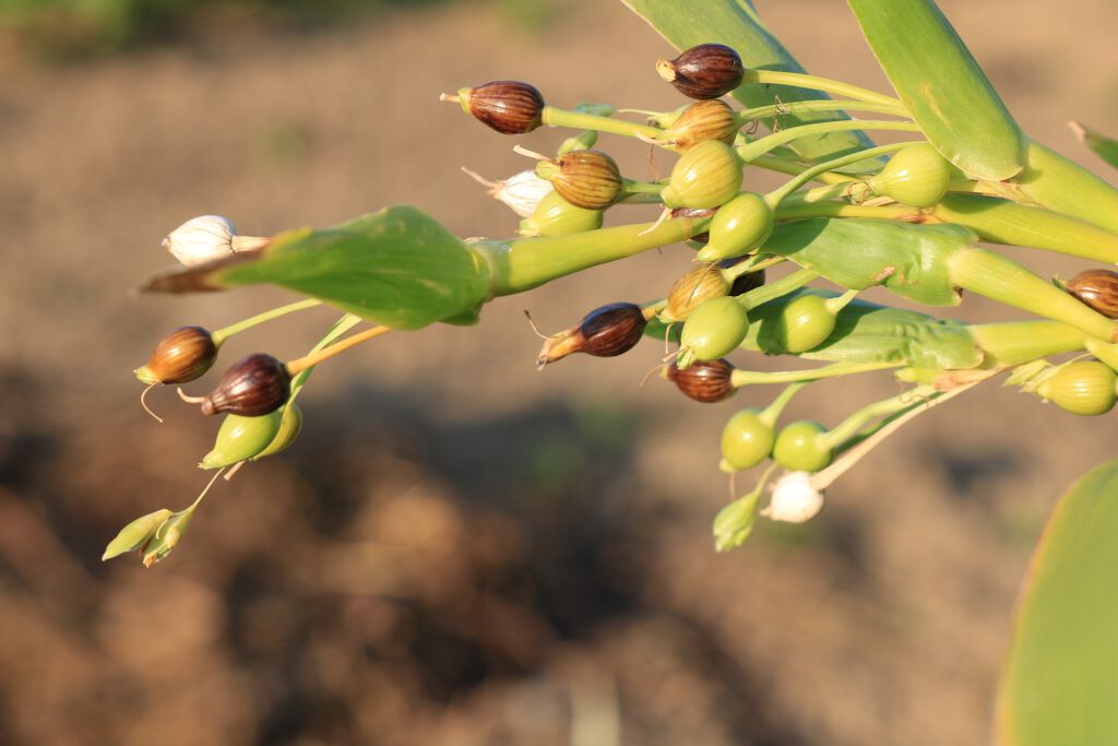 ハトムギの効果で美肌を手に入れよう!プチプラおすすめ化粧品12選と使い方のコツも紹介の画像