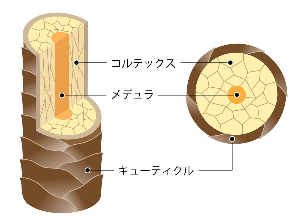 【実はメリットも多い!】硬い髪にお悩みの人へ|原因・ケア方法・おすすめアイテムを紹介の画像