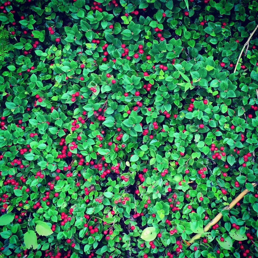 シミ予防におすすめのクリーム7選【プチプラ・デパコス】早めのスキンケアで予防しようの画像