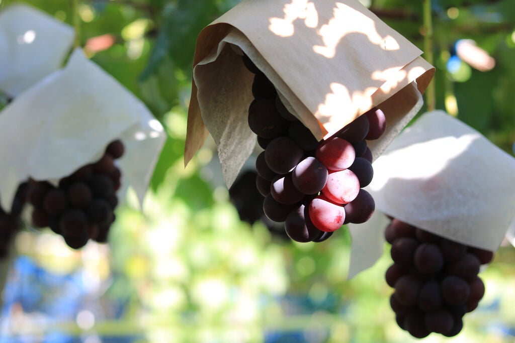 今年も秋がやってきた♡葡萄色コスメで旬なトレンド感をGET!の画像