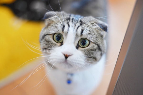 【猫顔女性の特徴&メイク方法】女優や韓国アイドル風のかわいい猫顔をゲットしよう♡の画像