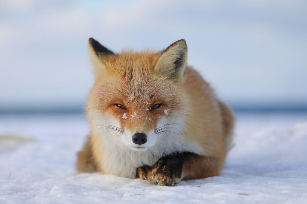 【猫顔女性の特徴&メイク方法】女優や韓国アイドル風のかわいい猫顔をゲットしよう♡の画像