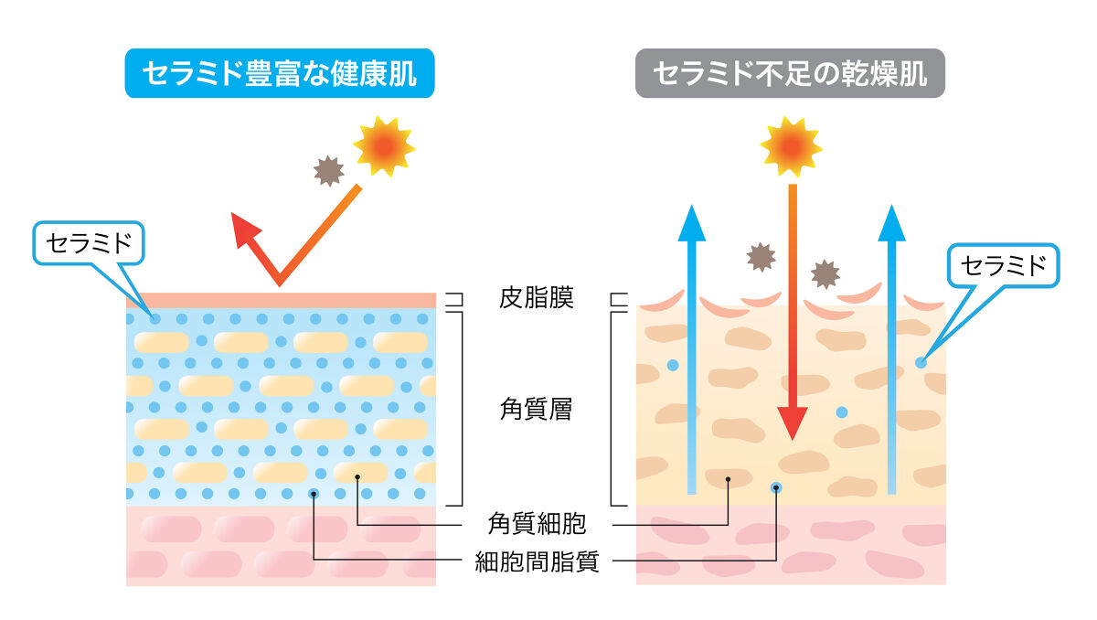 【おすすめアイテム6選】セラミド化粧品の効果と選び方を解説！の画像