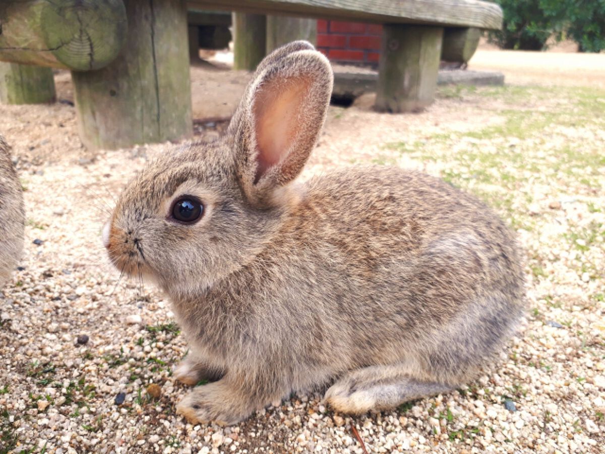 ヴィーガンコスメおすすめ10選【プチプラ・韓国発も】日本で買えるブランドやメリット・デメリットも解説の画像