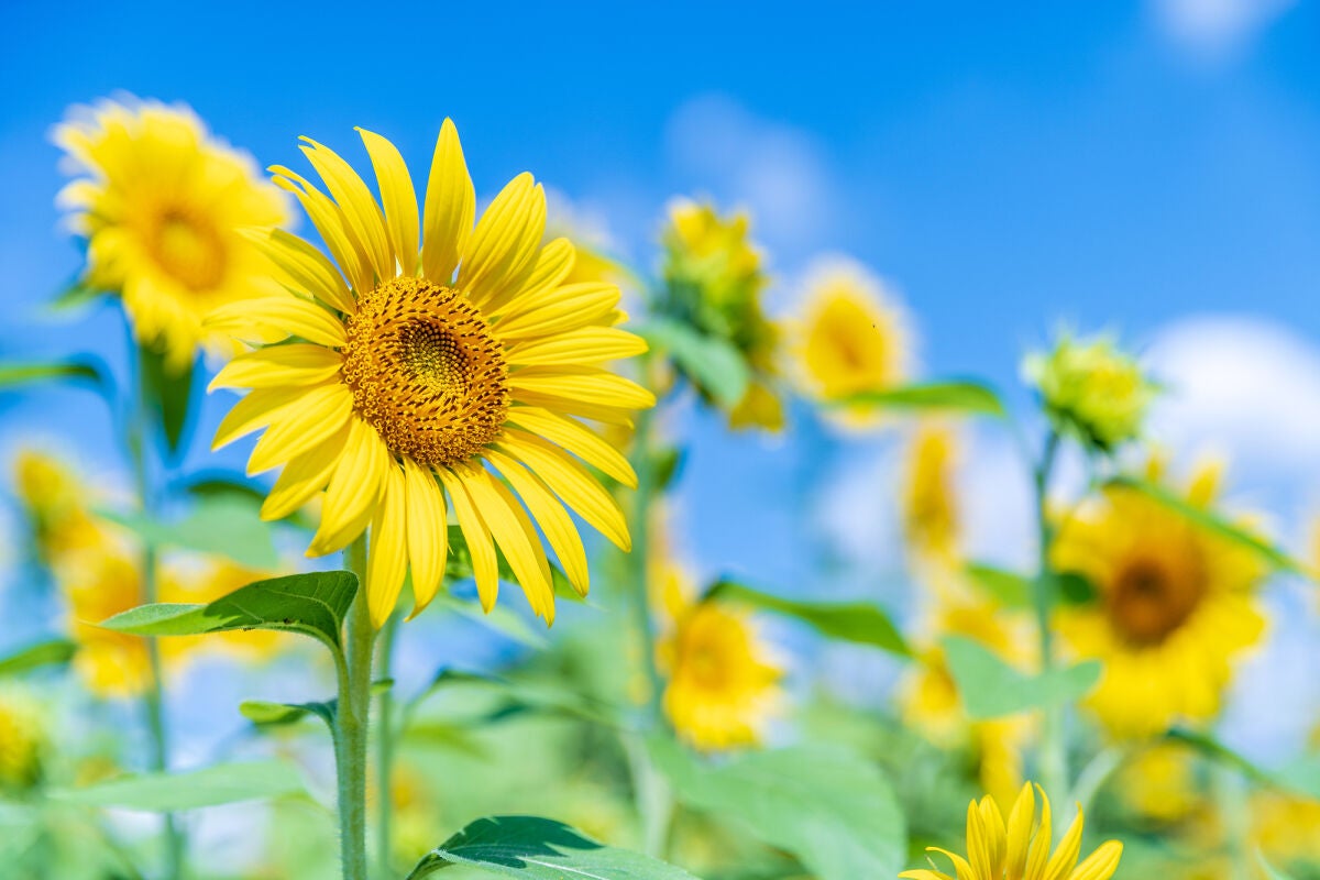 【投稿コンテスト開催中】みんなの"とっておきのツヤ"を教えて!の画像