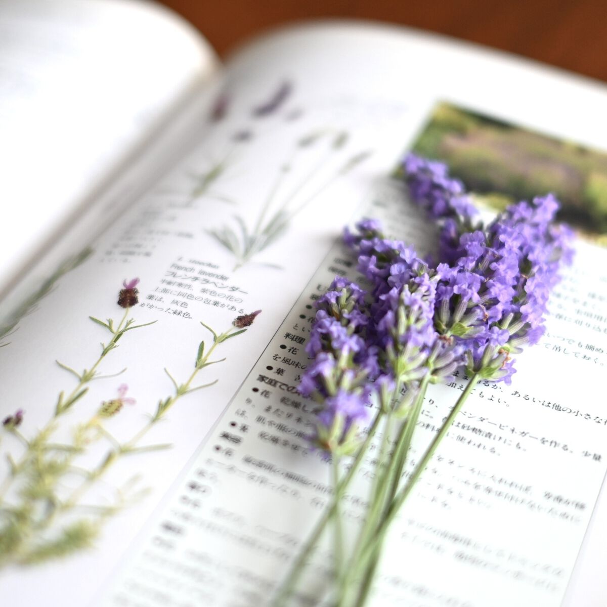 ラベンダーの花