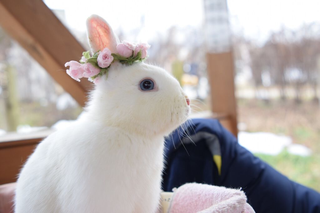 【ALLプチプラ】寒い季節にぴったり♡どこか守ってあげたくなるうさぎ顔メイクの画像
