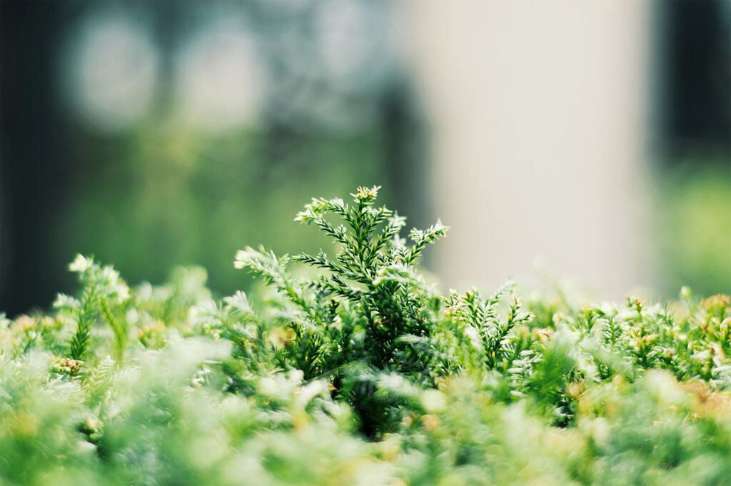 花粉対策できてる？スキンケアでバリア機能高めよう!の画像