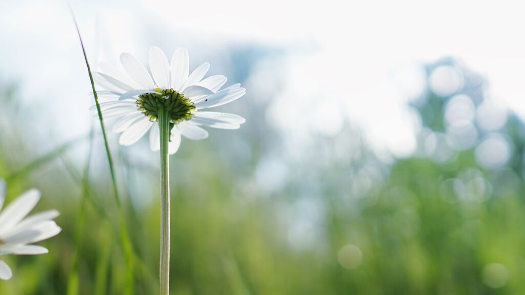 花粉対策できてる？スキンケアでバリア機能高めよう!の画像