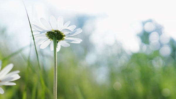 花粉対策できてる?スキンケアでバリア機能高めよう!の画像