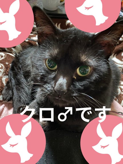 薬用さらさらデオドラントパウダー/デオナチュレ/デオドラント・制汗剤を使ったクチコミ(2枚目)