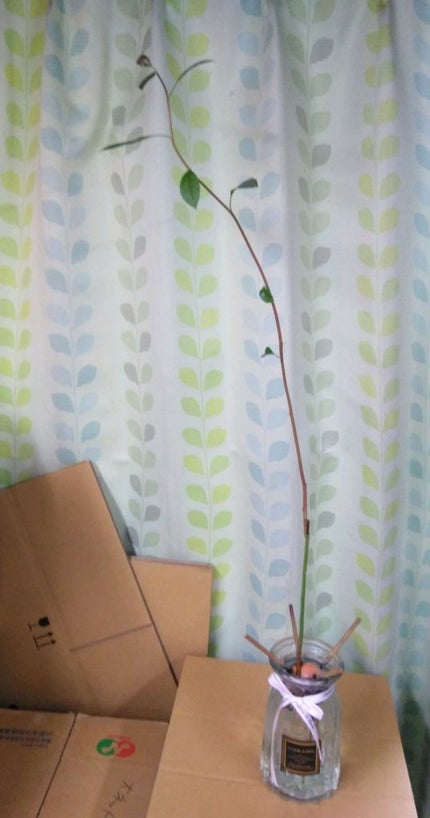 ガラス花瓶/DAISO/その他を使ったクチコミ(1枚目)