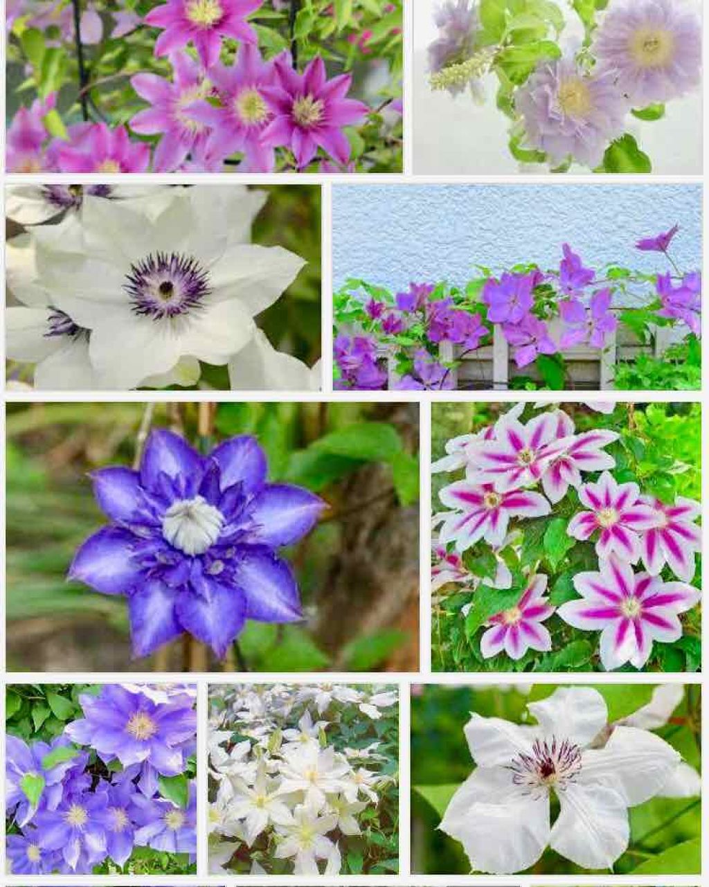 ステイオンバームルージュ 06 スウィートクレマチス/キャンメイク/口紅を使ったクチコミ（3枚目）