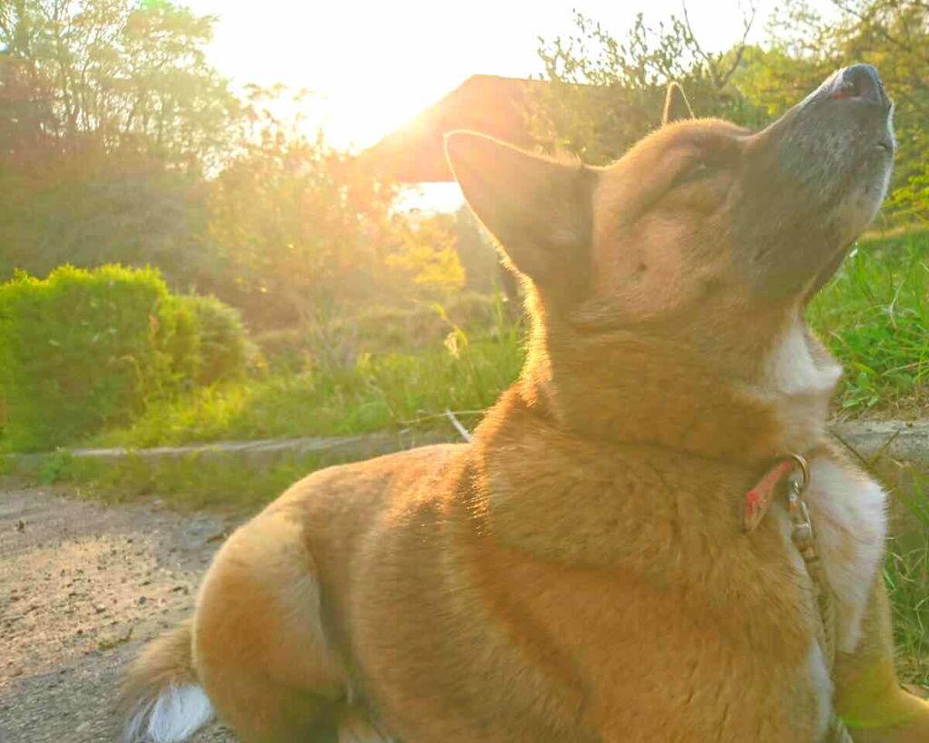 りんご女王 on LIPS 「こんにちは。最近バタバタしてて投稿出来ませんでした。本当にすみ..」(1枚目)