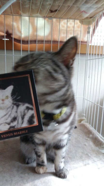 Venus Marble アイシャドウキャットシリーズ/Venus Marble/アイシャドウパレットを使ったクチコミ(1枚目)