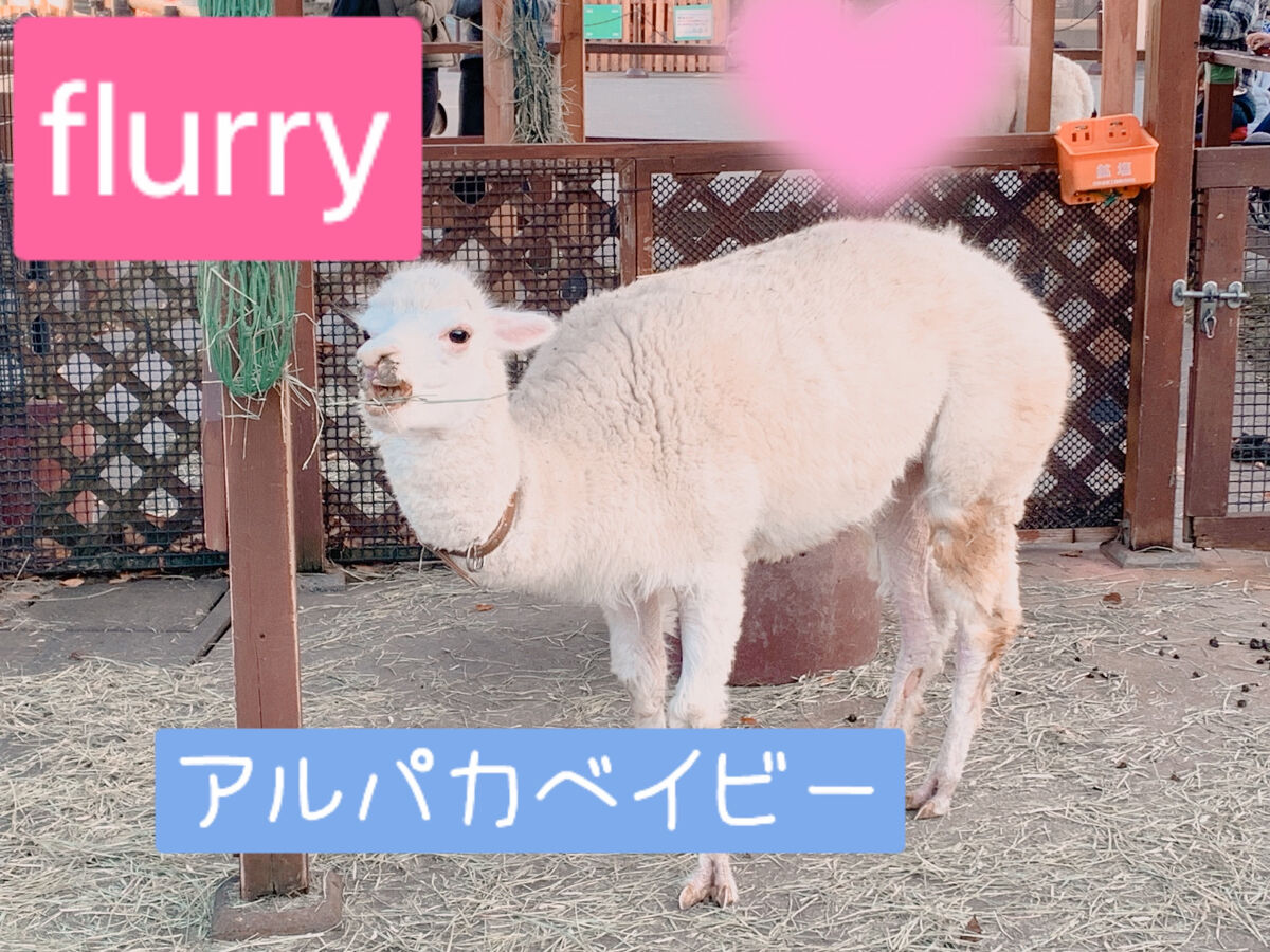 Flurry by colors 1day/Flurry by colors/ワンデー（１DAY）カラコンを使ったクチコミ（1枚目）