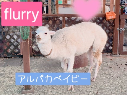 Flurry by colors 1day/Flurry by colors/ワンデー(1DAY)カラコンを使ったクチコミ(1枚目)