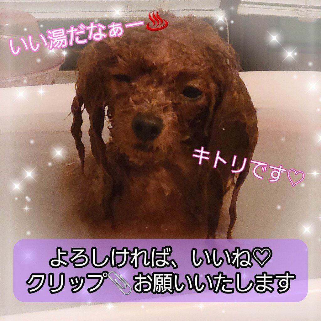 ネイチャーシャンプー/KUNDAL/市販シャンプーを使ったクチコミ（2枚目）