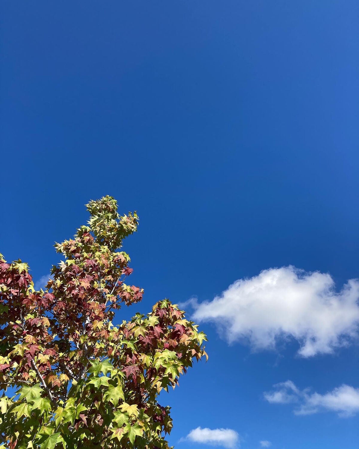 オペラ カラーリングマスカラ/OPERA/マスカラを使ったクチコミ(2枚目)