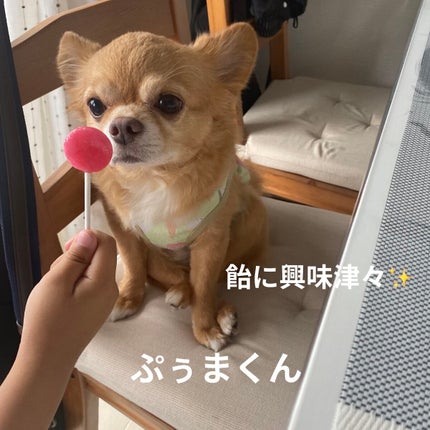 カラフルネイルズ/キャンメイク/マニキュアを使ったクチコミ(5枚目)