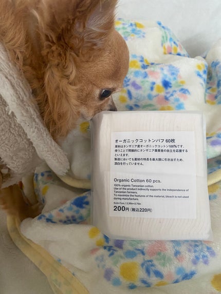 オーガニックコットンパフ 60枚/DAISO/コットンを使ったクチコミ(1枚目)