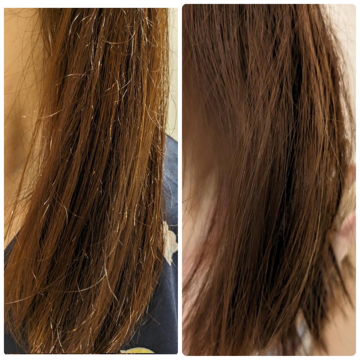 GLOSSY COAT SHAMPOO / TREATMENT/SANUS HAIR FILTER/市販シャンプーを使ったクチコミ(4枚目)