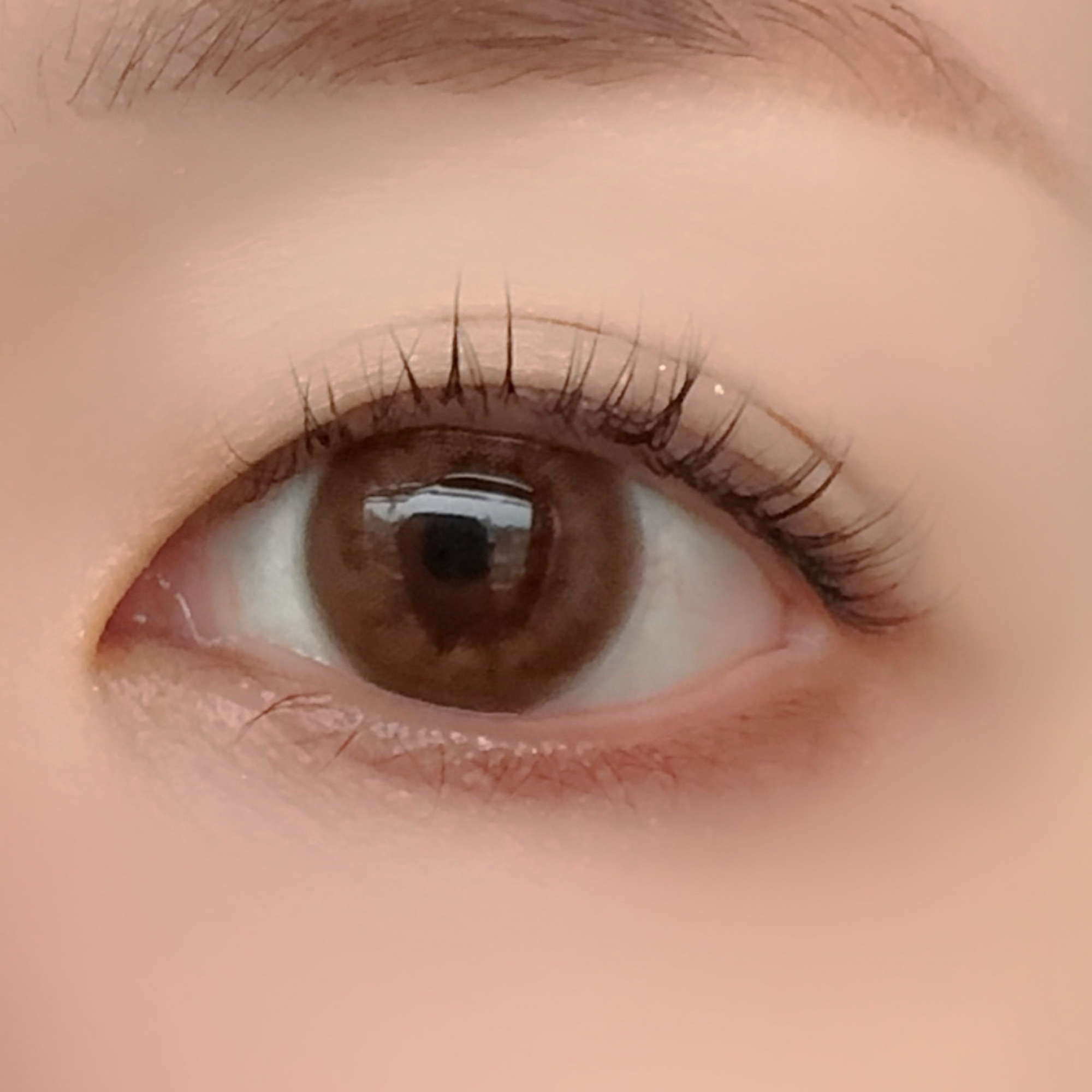 Angelcolor Bambi Series Vintage 1day ヴィンテージベアー/AngelColor/ワンデー（１DAY）カラコンを使ったクチコミ（2枚目）