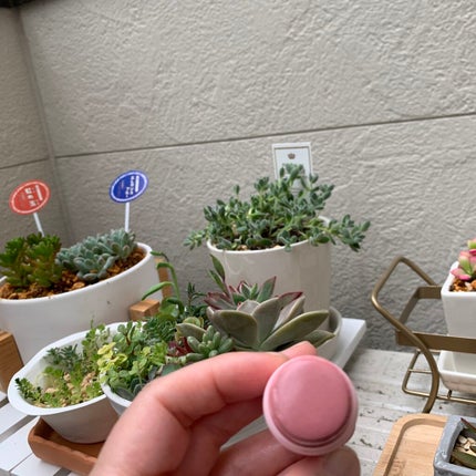 チークスティック/CEZANNE/ジェル・クリームチークを使ったクチコミ(2枚目)