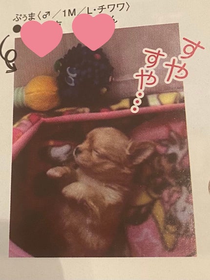 ぷぅぴぃ《紫コス部💜💗》 on LIPS 「おはようございますヽ(•̀ω•́)ゝ2021年1月25日ぷぅま..」(6枚目)