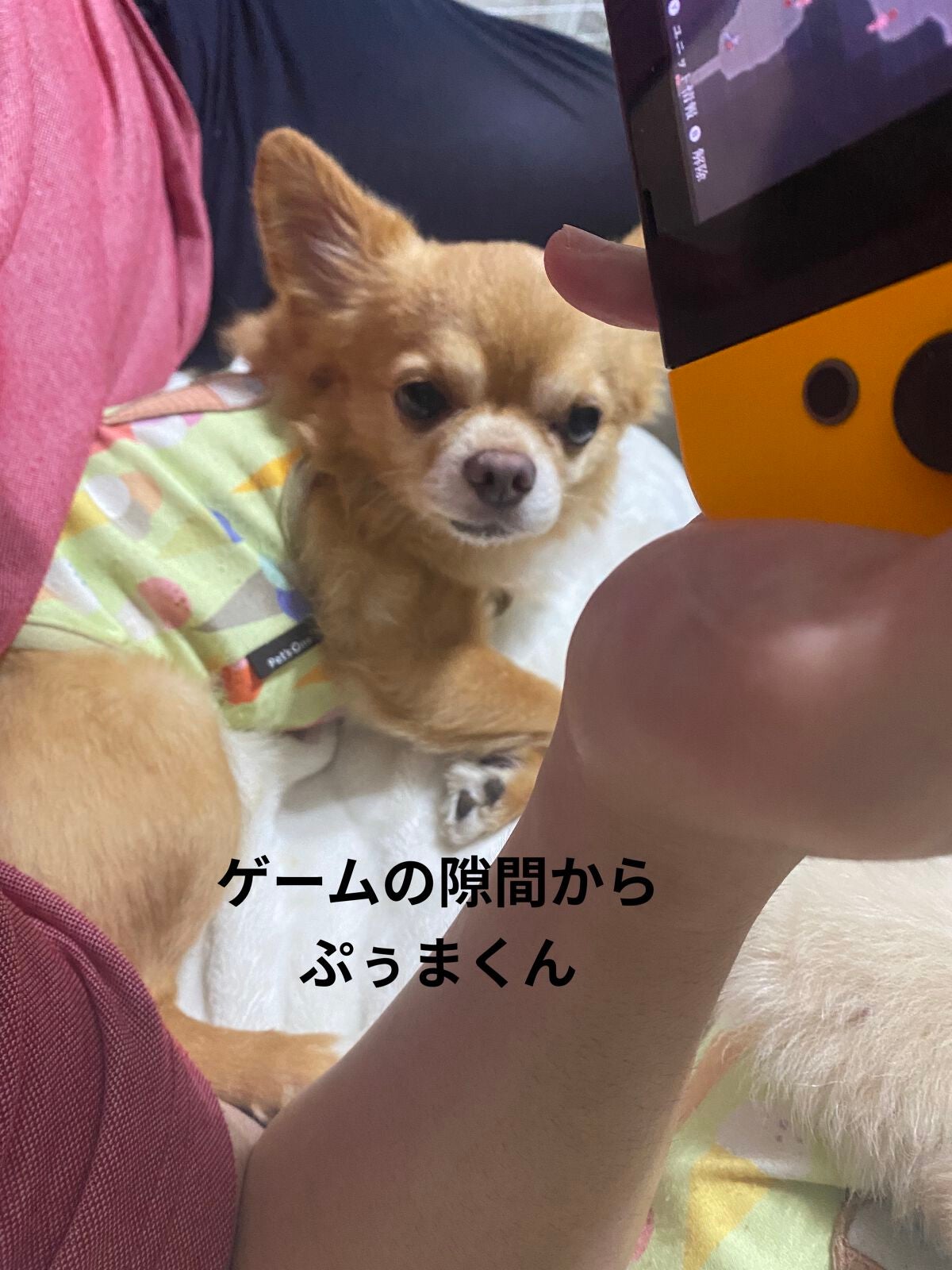 オペラ カラーリングマスカラ/OPERA/マスカラを使ったクチコミ(8枚目)