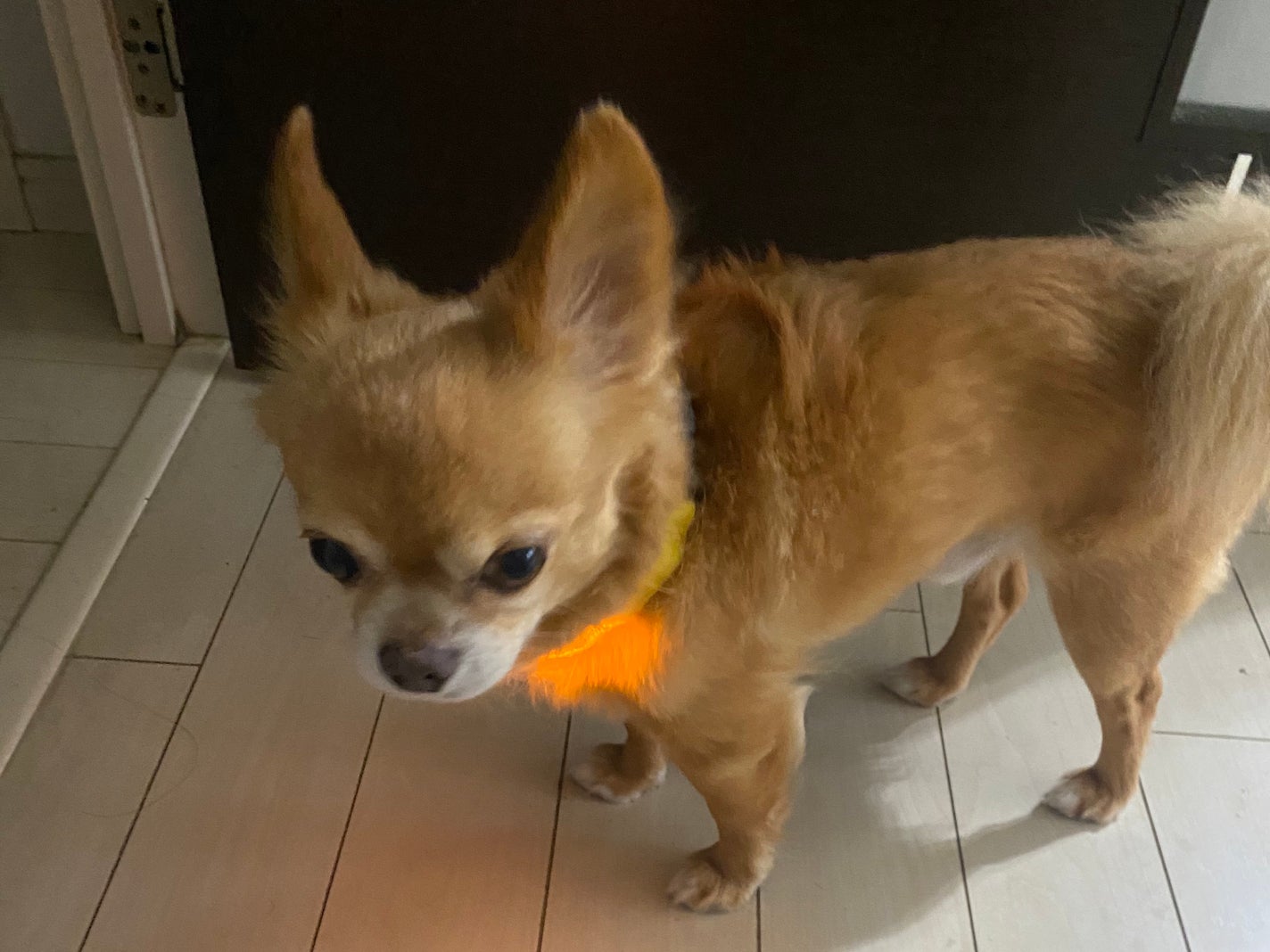 光る首輪/Qoo10/その他を使ったクチコミ(4枚目)