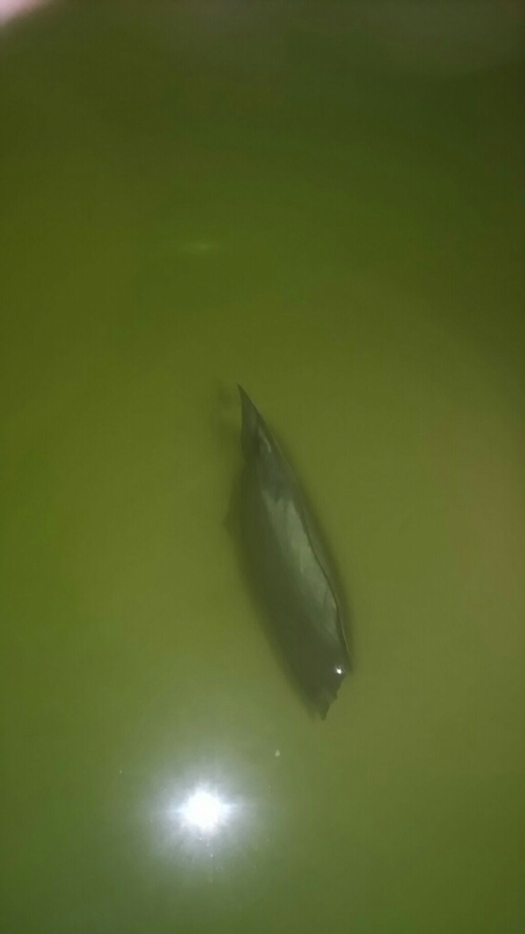 アクティブスパα 生薬配合風呂/AYURA/無機塩系入浴剤を使ったクチコミ(3枚目)