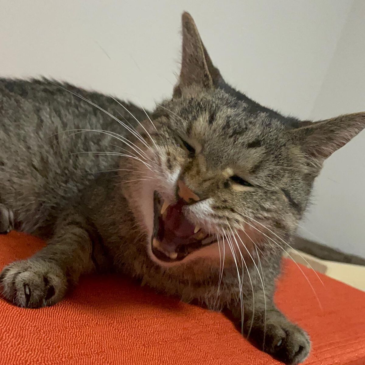 エッグレミディ ヘアオイル/too cool for school/ヘアオイルを使ったクチコミ（3枚目）