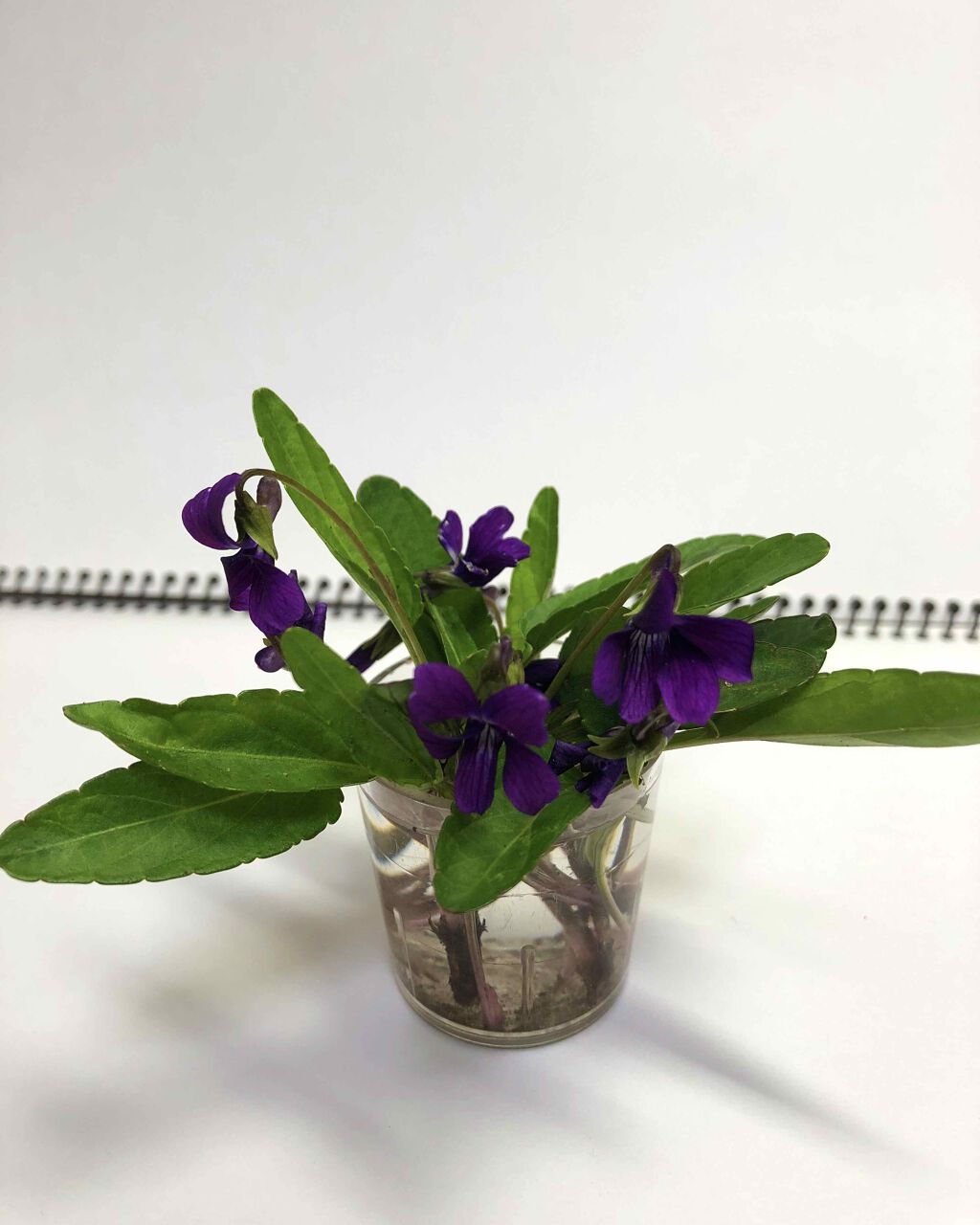 自己紹介/雑談/その他を使ったクチコミ（1枚目）